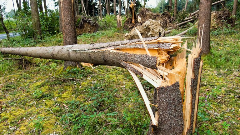 Auf einer Länge von 400 Metern haben die Unbekannten bei Otterberg etwa 40 Bäume zerstört. Auch ein Hochsitz sei dem Erdboden gleich gemacht worden. Die Polizei hofft jetzt auf Zeugenhinweise. (Foto: picture-alliance / Reportdienste, picture alliance / Bildagentur-online/McPhoto | Bildagentur-online/McPhoto)