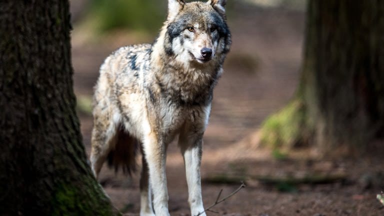 Experten sind sich sicher: Im Pfälzerwald ist ein Wolf unterwegs. Er soll mehrere Tiere gerissen haben. 