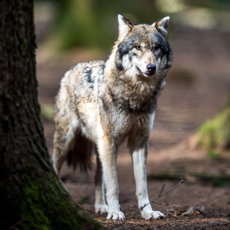Experten sind sich sicher: Im Pfälzerwald ist ein Wolf unterwegs. Er soll mehrere Tiere gerissen haben. 