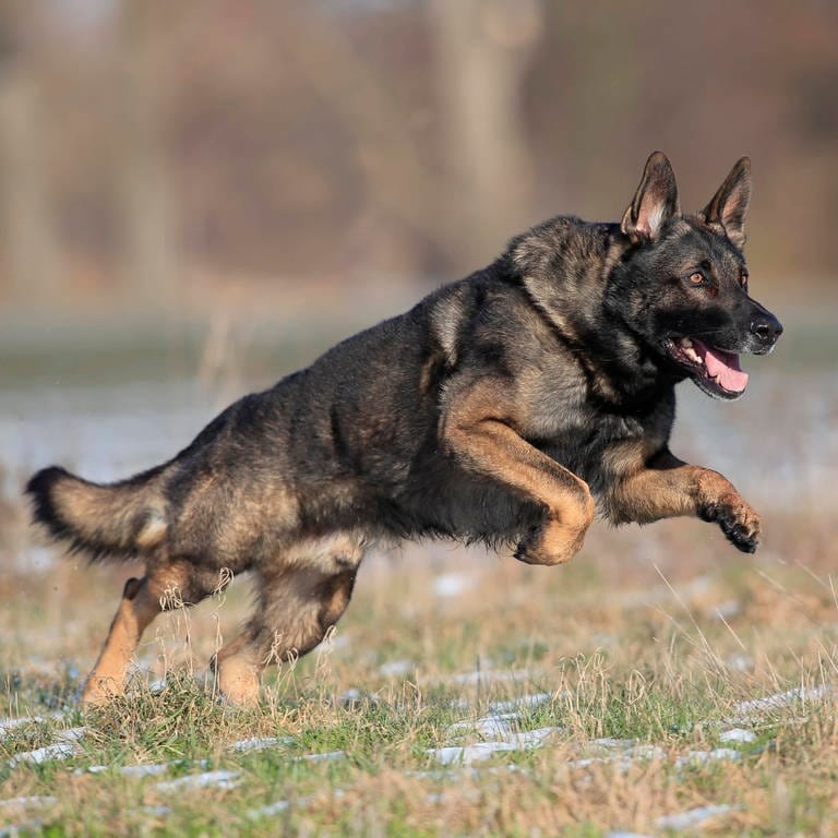 Mutmaßlich deutscher Schäferhund beißt Paketzusteller (Foto: IMAGO, IMAGO / imagebroker)