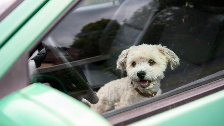 Ein kleiner Hund schaut aus einem Auto. (Symbolbild) (Foto: dpa Bildfunk, picture alliance/dpa | Jonas Walzberg)