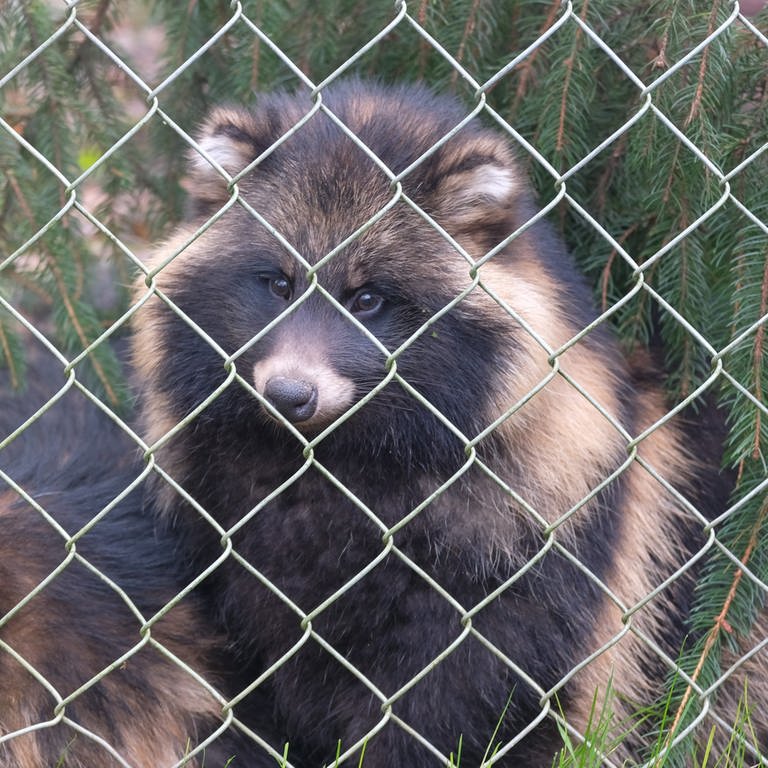 Die beiden Marderhunde Emi und Asami wurden von den Tierschützen aus einer Pelzfarm gerettet und in der Tierauffangstation in Maßweiler untergebracht. (Foto: VIER PFOTEN I Thomas Pietsch)