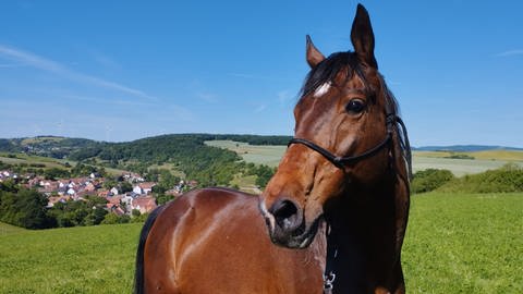 Pferd in Horschbach im Kreis Kusel schwer verletzt  (Foto: SWR)