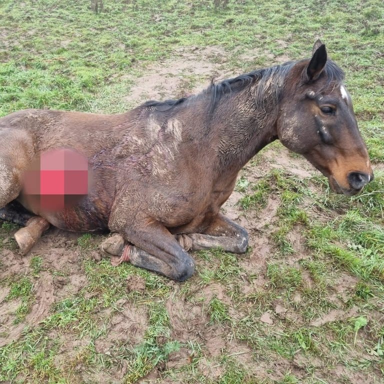 Pferd in Horschbach im Kreis Kusel misshandelt (Foto: SWR)