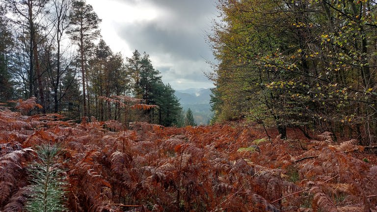 Pfälzerwald in der Südwestpfalz im Herbst (Foto: SWR)