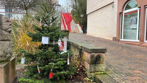 Der Weihnachtsbaum der Grundschule Otterberg ist wieder da.