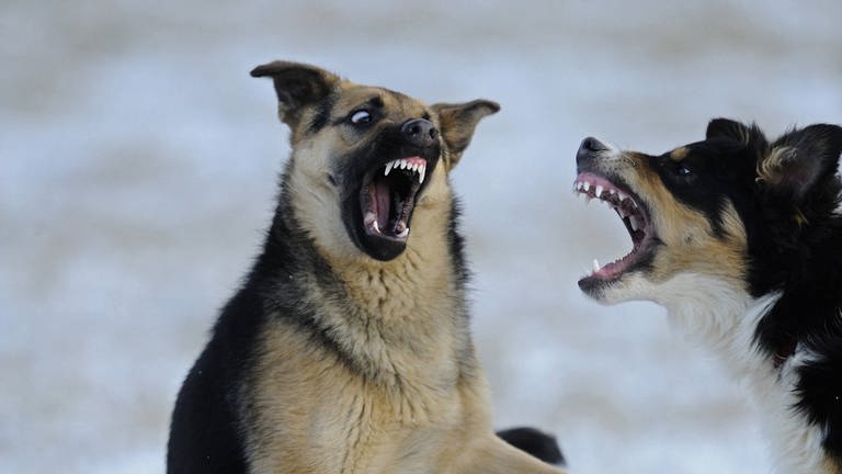 Zwei aggressive Hunde mit gefletschten Zähnen. (Foto: picture-alliance / Reportdienste, picture alliance / blickwinkel/D. u. M. Sheldon | D. u. M. Sheldon)