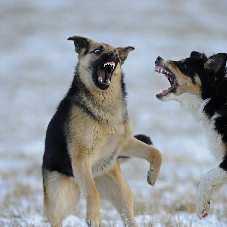 Zwei aggressive Hunde mit gefletschten Zähnen. (Foto: picture-alliance / Reportdienste, picture alliance / blickwinkel/D. u. M. Sheldon | D. u. M. Sheldon)