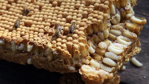 Bienen mit Brut in einem Bienenstock.