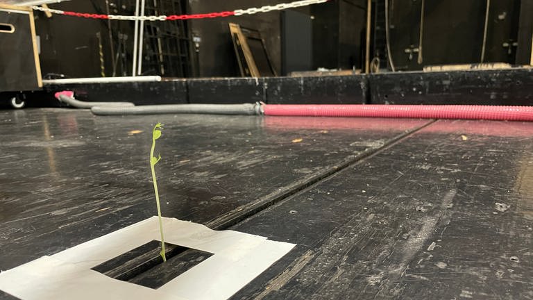 Kleine hellgrüne Pflanze wächst aus dem Bühnenboden in Kaiserslautern. (Foto: SWR)