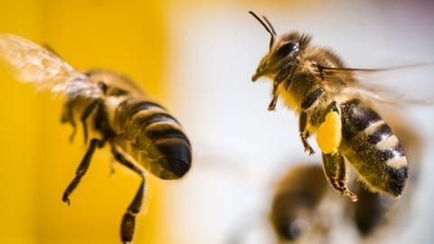 Bienen fliegen (Foto: dpa Bildfunk, Frank Rumpenhorst/dpa)