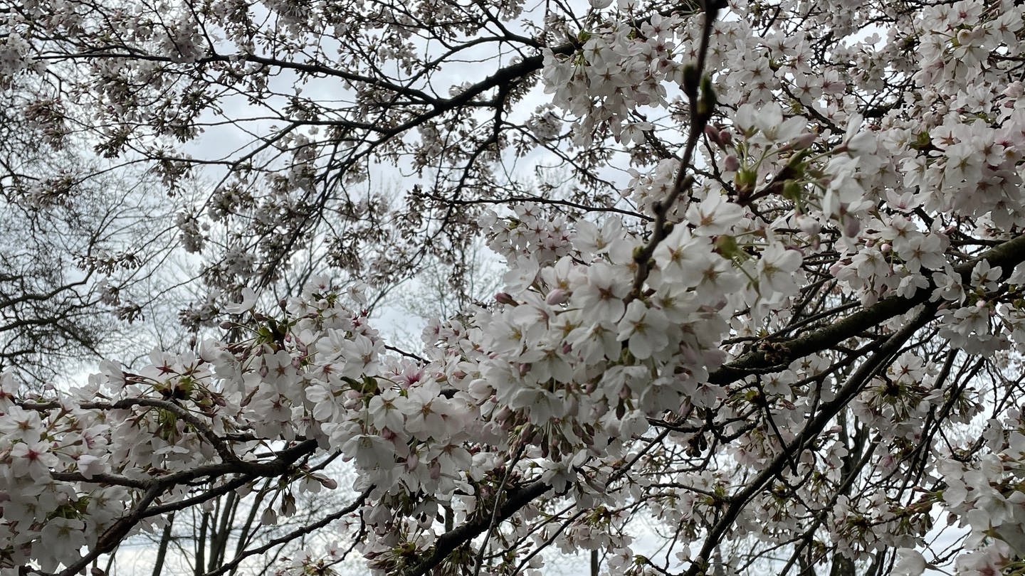 Kirschblüten im Japanischen Garten (Foto: SWR)