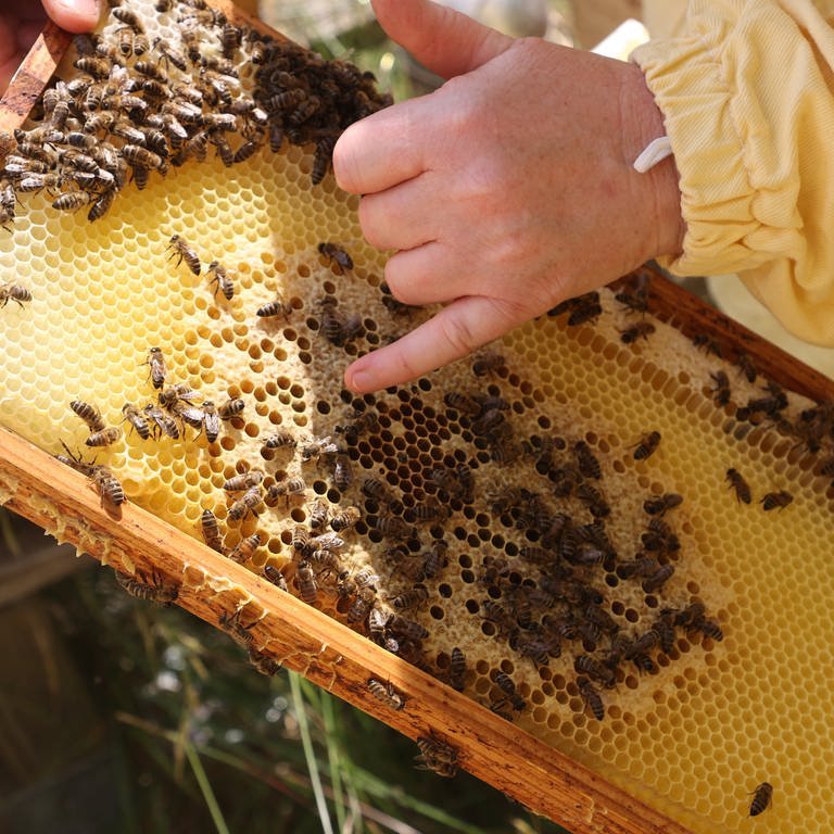 Ein Pirmasenser Bienenzüchter beklagt, ihm seien mehrere Waben gestohlen worden. Laut Polizei ist das nicht der erste Fall.