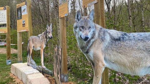 Wolfstage in Dahn (Foto: SWR)