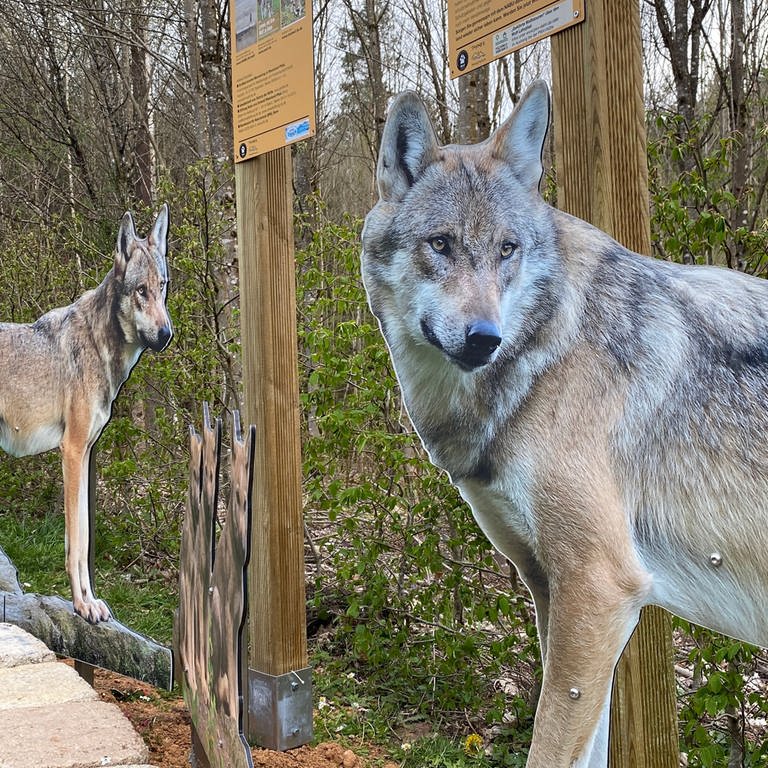 Wolfstage in Dahn (Foto: SWR)