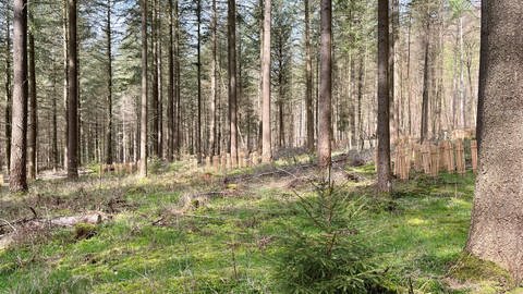 Die Bäume werden im Forstamt Westrich in in kleineren Gruppen gepflanzt. Dadurch soll eine natürliche Verbindung zwischen neuen Baumarten und den bestehenden Bäumen entstehen.  (Foto: SWR)