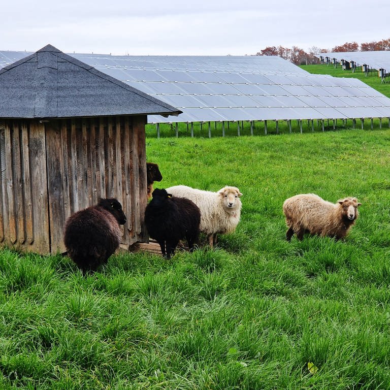 In der Pfalz werden vielerorts Freiflächen-PV-Anlagen geplant. So wie in Waldböckelheim im Kreis Bad Kreuznach, wo unter den Panelen Schafe grasen können. Das ist die Idee der zuständigen Entwicklerfirma Wiwi Consult.