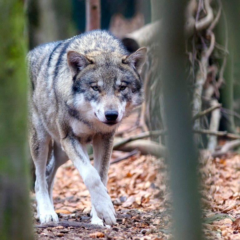 Der Wolf sorgt in der Pfalz bei etlichen Nutztierhaltern für Unmut. Sie haben Angst, dass ihre Schafe oder Ziegen gerissen werden.  (Foto: picture-alliance / Reportdienste, Picture Alliance)