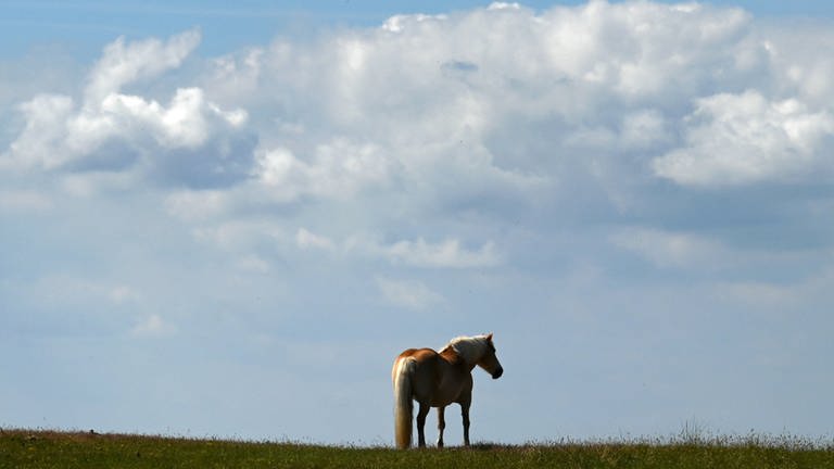 Pferd auf Koppel bei Medard im Kreis Kusel getötet (Foto: IMAGO / fossiphoto)