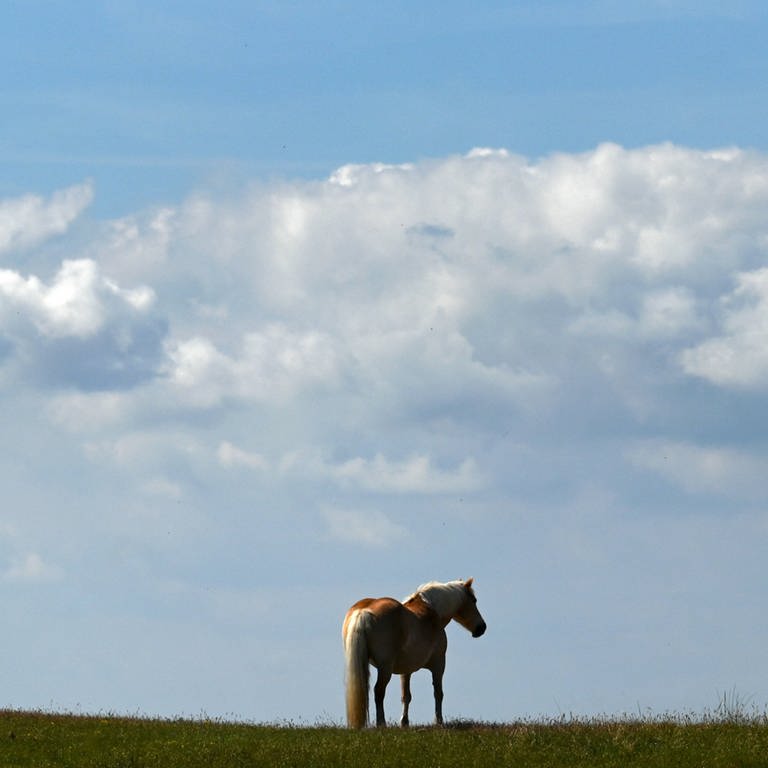 Pferd auf Koppel bei Medard im Kreis Kusel getötet (Foto: IMAGO / fossiphoto)