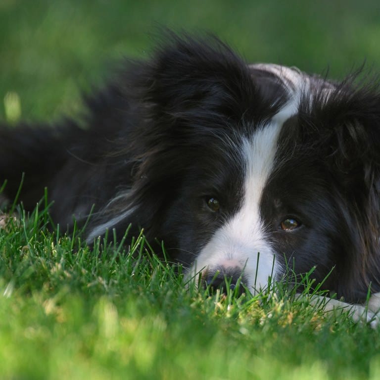 Hund liegt im Gras