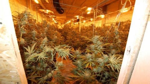 Die Kriminalpolizei Pirmasens hat in Schindhard eine große Cannabisplantage ausgehoben (Foto: Polizei Pirmasens)