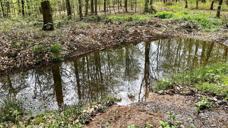 Rund um den Donnersberg wurden Tümpel angelegt. Diese sollen bei trockenen Sommern helfen, dass Wasser im Wald bleibt. 