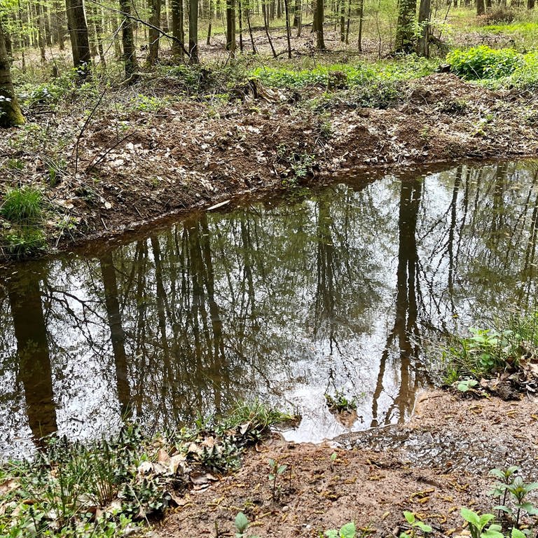 Rund um den Donnersberg wurden Tümpel angelegt. Diese sollen bei trockenen Sommern helfen, dass Wasser im Wald bleibt. 