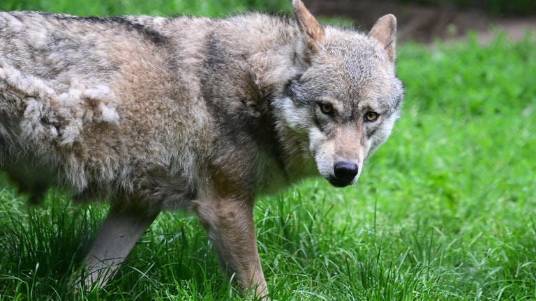 Wolf im Kreis Kaiserslautern gesichtet - ein Wolf in Nahaufnahme (Foto: picture-alliance / Reportdienste, picture alliance/dpa | Bernd Weißbrod)