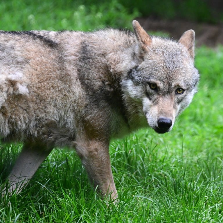 Wolf im Kreis Kaiserslautern gesichtet - ein Wolf in Nahaufnahme