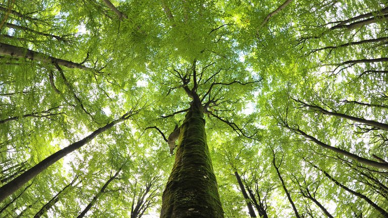 Wegen der Trockenheit sollten Wanderere im Pfälzerwald vorsichtig sein. In Baumkronen können derzeit verstärkt Äste abbrechen.
