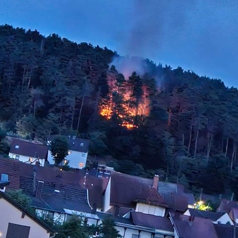 In Enkenbach-Alsenborn (Kreis Kaiserslautern) hat ein Waldstück gebrannt. Die Feuerwehr konnte den Waldbrand schnell löschen. (Foto: Pascal-Thomas Theiss (privat))
