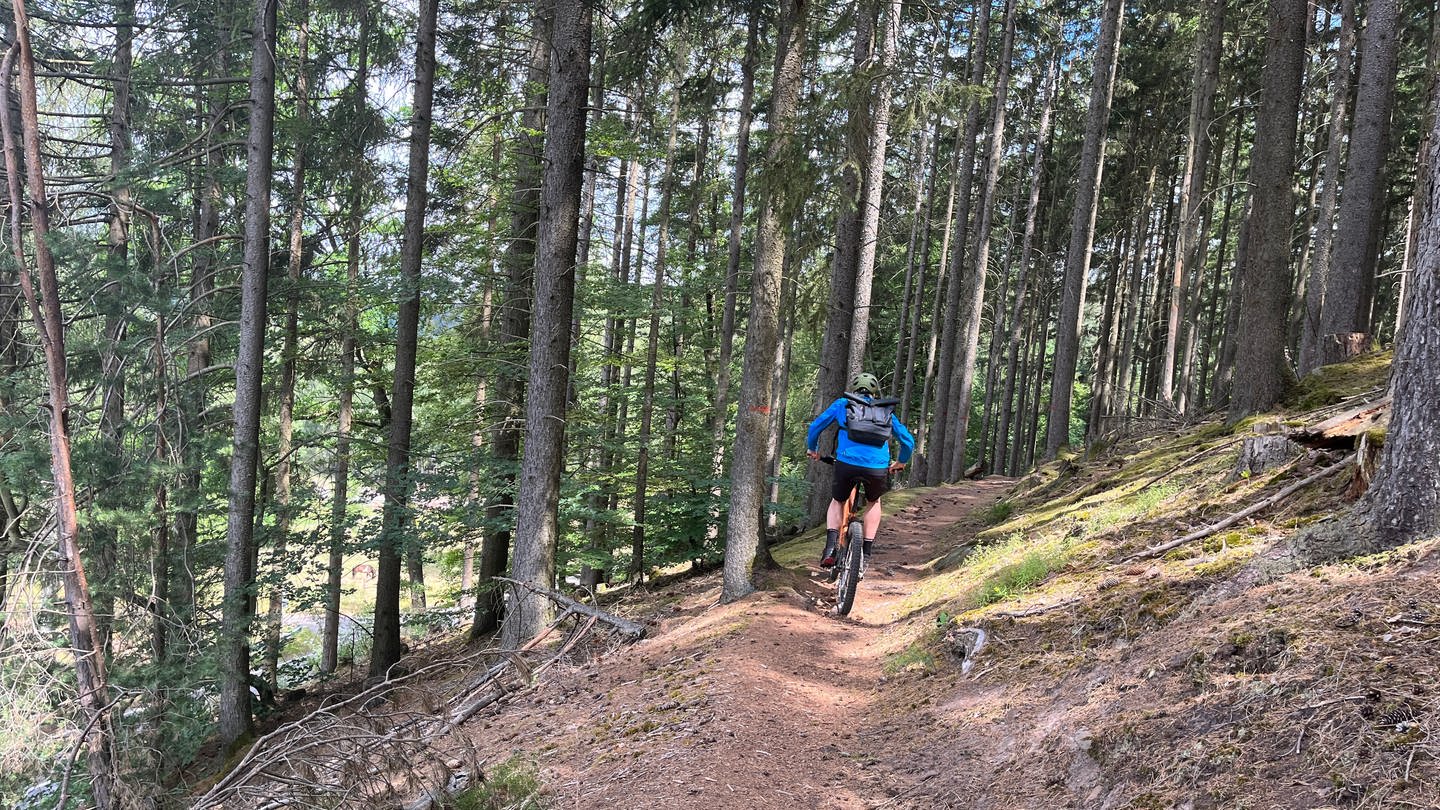 Pfälzerwald: Mountainbiker fährt auf einem Single Trail (Foto: SWR)