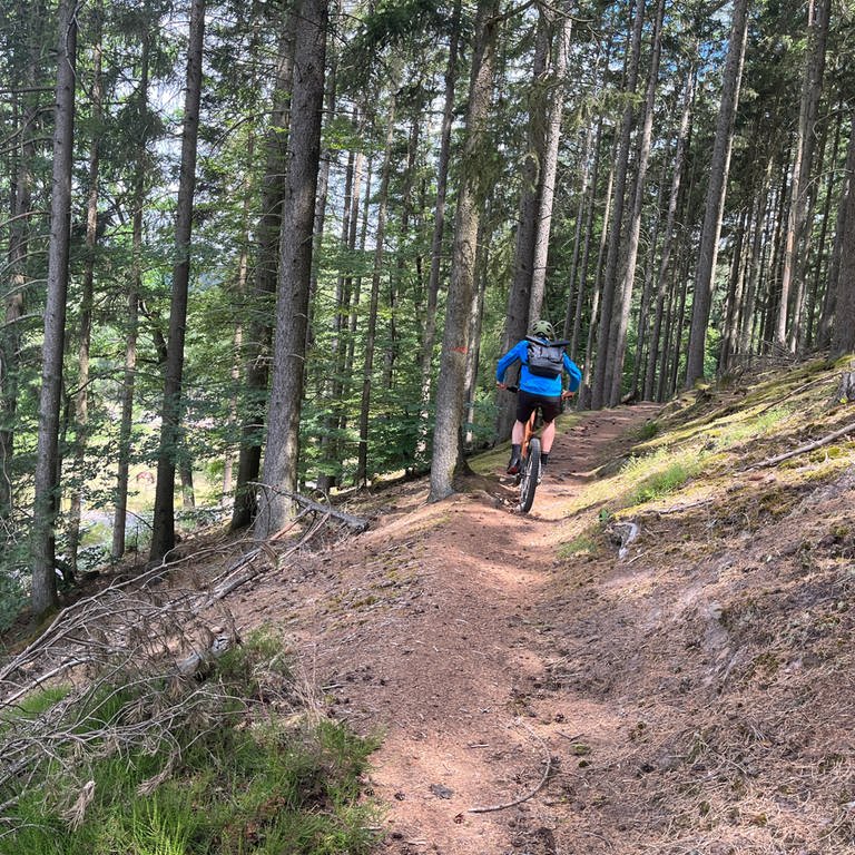 Pfälzerwald: Mountainbiker fährt auf einem Single Trail  (Foto: SWR)