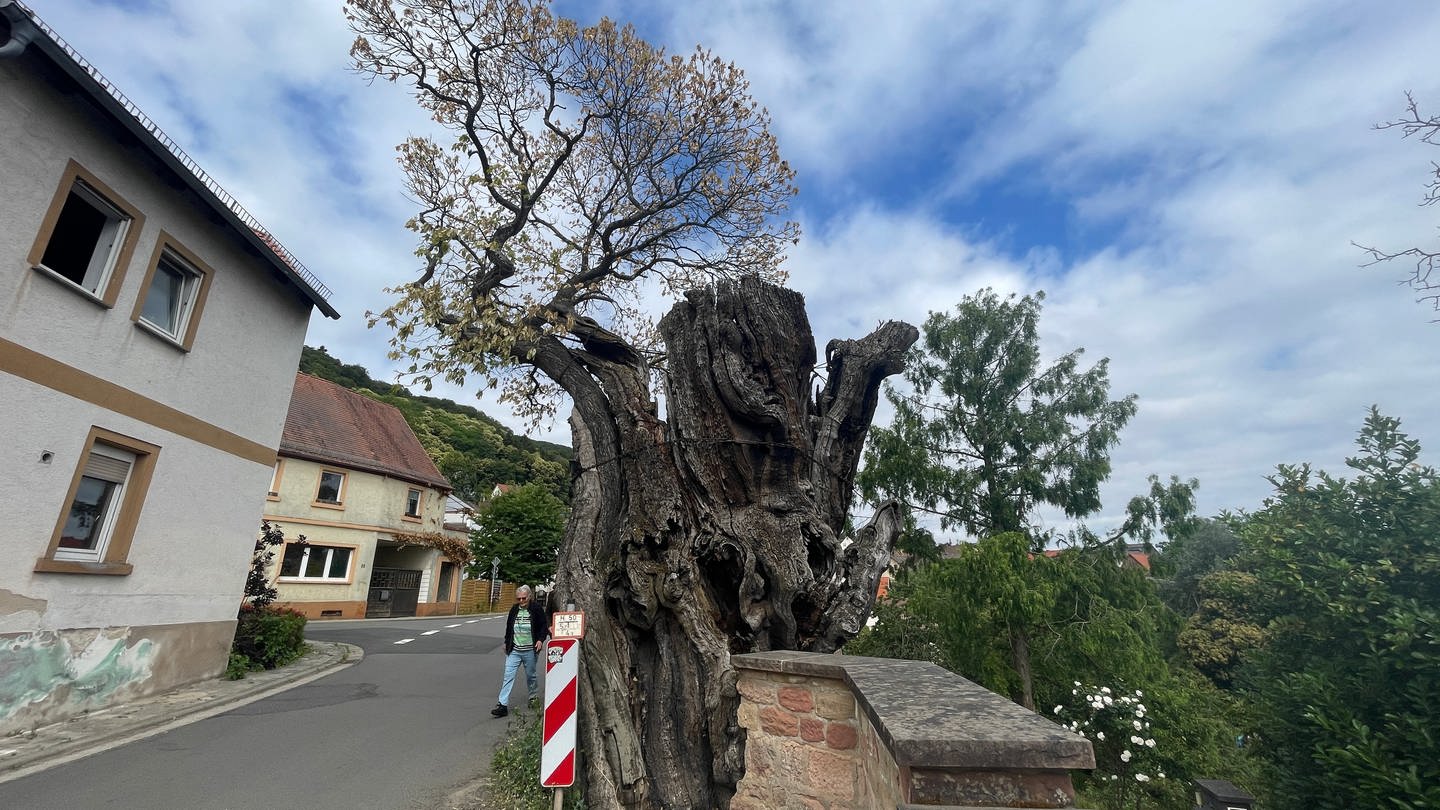 Fast alle Menschen in dem rund 900-Einwohner großen Dannenfels verbinden schöne Kindheitserinnerungen mit dem uralten Kastanienbaum. (Foto: SWR)