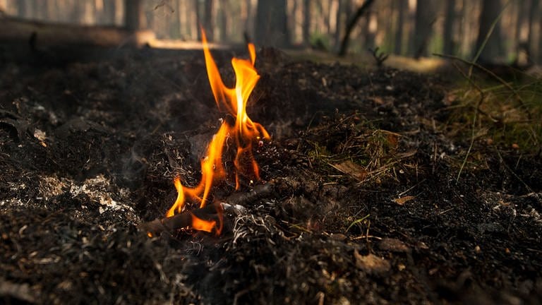 Eine Flamme lodert über einem Waldboden (Symbolbild).