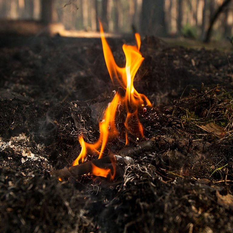 Eine Flamme lodert über einem Waldboden (Symbolbild). (Foto: SWR)