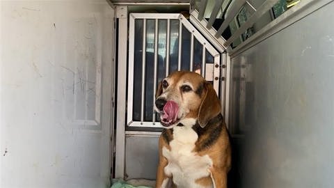 Entlaufener Hund in Transportbox
