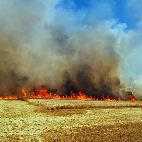 Sechs Brände auf Acker- und Waldflächen im Donnerbergkreis - Ackerfläche steht in Flammen