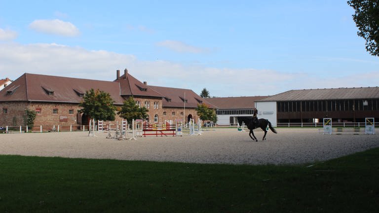 Freilaufendes Pferd in Zweibrücken: Haben drei Mädchen das Pferd aus dem Landgestüt freigelassen? (Foto: SWR)