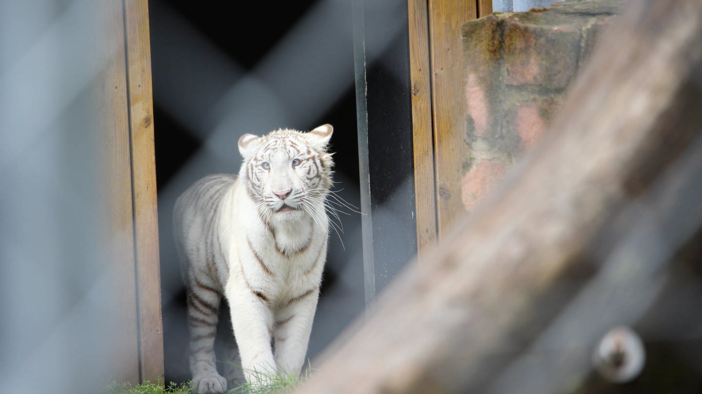 Die weiße Tigerin Charlota ist in Maßweiler in ihrem Übergangsgehege angekommen. (Foto: SWR, SWR)