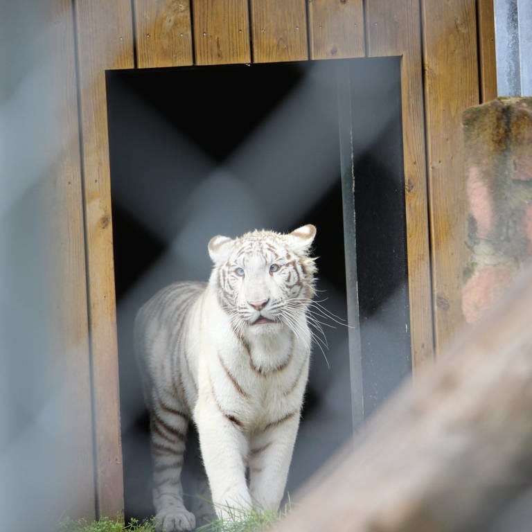 Die weiße Tigerin Charlota ist in Maßweiler in ihrem Übergangsgehege angekommen. (Foto: SWR, SWR)