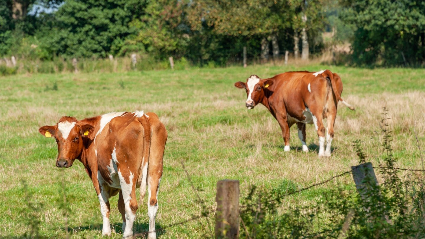 Zwischen Reifenberg und Battweiler in der Südwestpfalz sind zwei Kühe ausgebüxt. (Foto: IMAGO / penofoto)