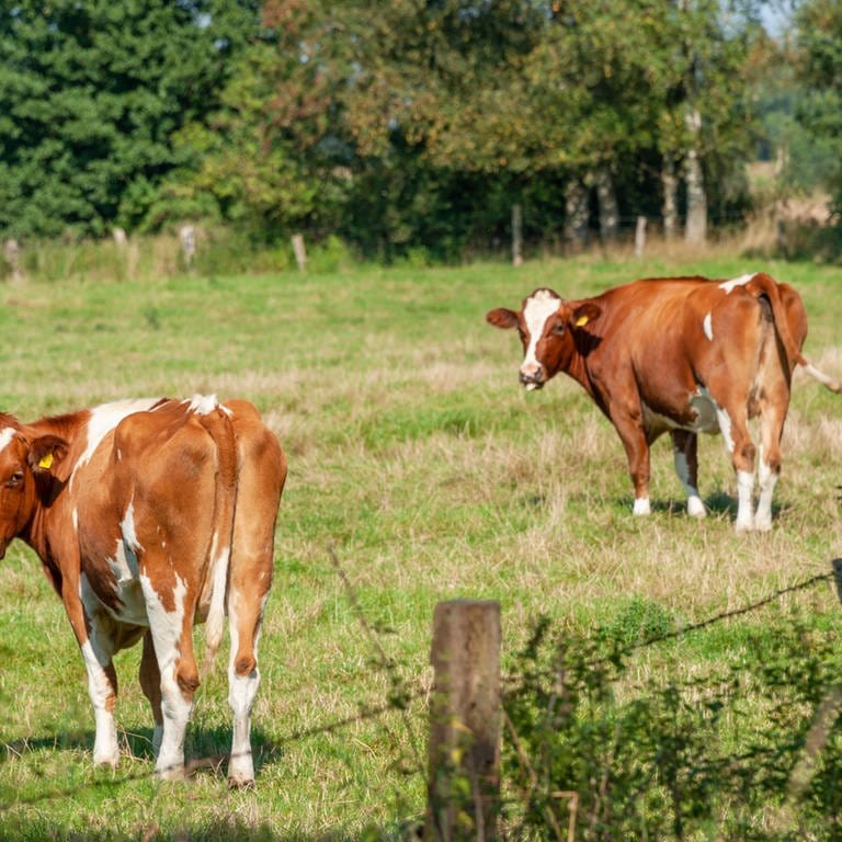 Zwischen Reifenberg und Battweiler in der Südwestpfalz sind zwei Kühe ausgebüxt.