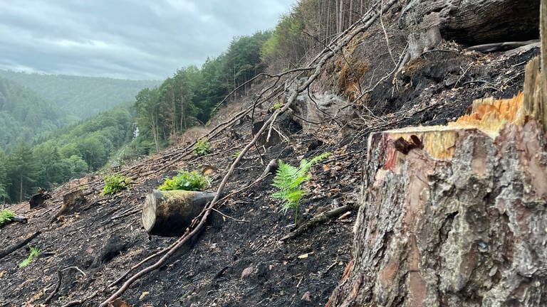 Verbrannte Waldbrandläche zwischen Rodalben und Pirmasens