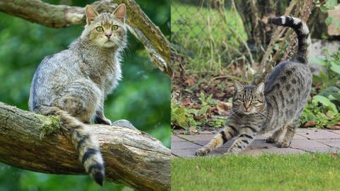 Auf der linken Seite sieht man eine Europäische Wildkatze, auf der rechten Seite eine getigerte Hauskatze. (Foto: IMAGO, Imago/Imagebroker & Imago/Blickwinkel (Collage SWR))