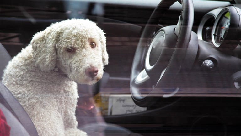 Hund sitzt in Auto 