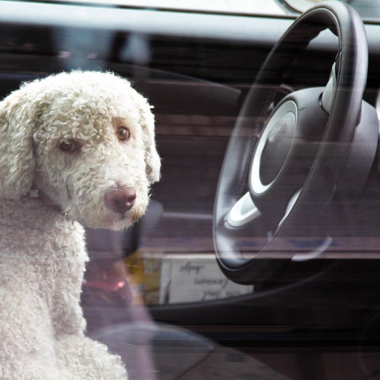 Hund sitzt in Auto  (Foto: IMAGO, blickwinkel)