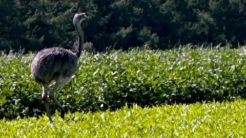 Zuletzt wurde ein ausgebüxter Emu bei Bann gesichtet.
