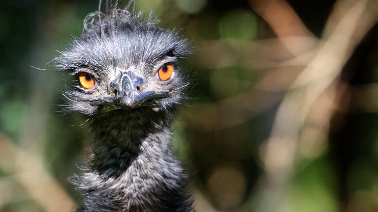 Im Kreis Kaiserslautern ist ein Emu ausgebüxt. Der große Laufvogel hält nun die Tierrettung Kindsbach auf Trab. Die Retter versuchen das Tier auf der Sickinger Höhe wieder einzufangen.